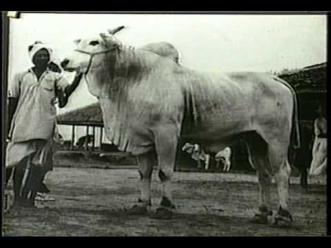 Leilão Bezzerros Poty VR teste