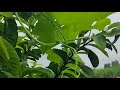 Man Udhan Varyache Title Song