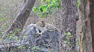 preview picture of video 'Leopard at Kanha National Park'