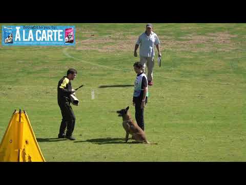 Protection Phase - 2023 FCI IGP World Championships, Slovenia, R2D2 de Orelav and Abe Zayco - 87 pts