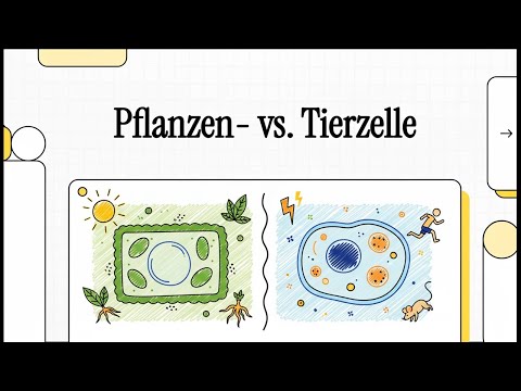 Unterschiede Pflanzenzellen und Tierzellen | EINFACH ERKLÄRT