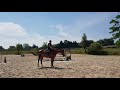 Magnifique jument KWPN 16 ans