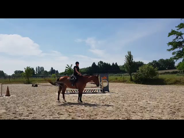 Magnifique jument KWPN 16 ans