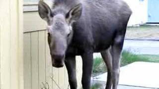 preview picture of video 'Young Urban Moose in Anchorage Neighborhood'