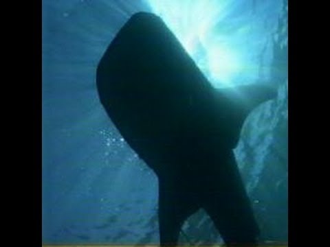 Part 7 - Whale Shark Gypsy of the Deep