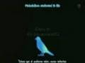 Ikimono Gakari - Blue Bird Remix (TV Size) 
