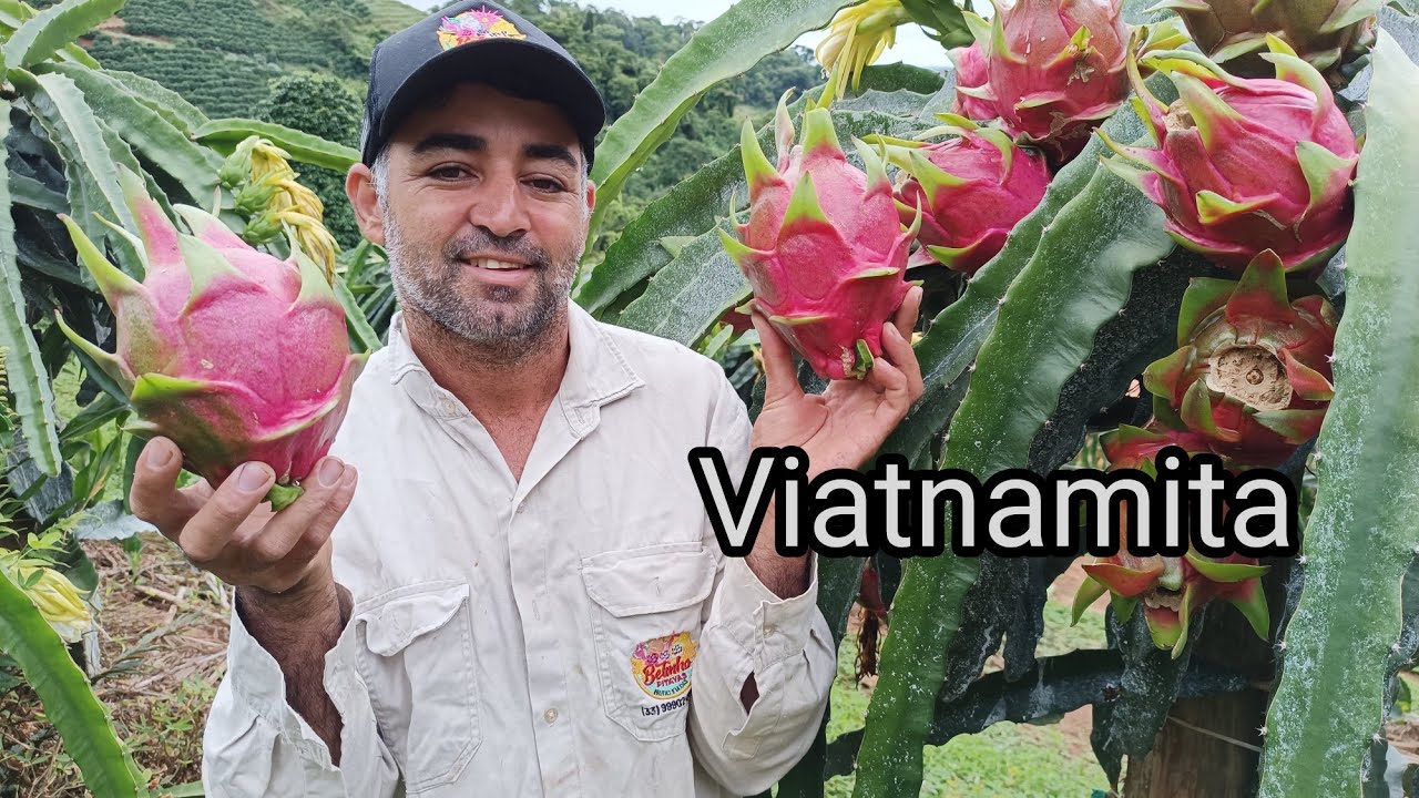 Inacreditável 15 Pitayas 15 kg !Essa sim pode ser chamada de pitaya gigante!