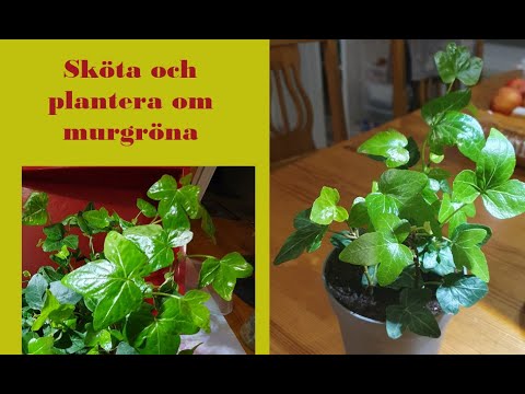 Sköta och plantera om murgröna