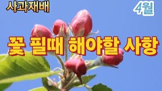 ✨️사과 꽃 필때 주요사항/출발은 같아도 결과는 다르다