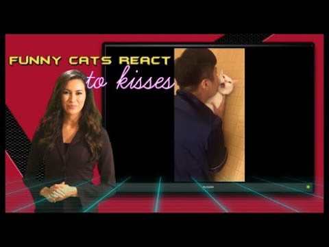 funny cats react to kisses - funny cats react to kisses