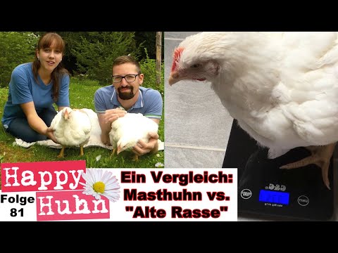 Turbo broiler chickens compared to normal chickens - HAPPY CHICKEN E 81 - Broiler hybrids, chicke...