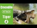 Crocodile Attack Tiger Crocodile Attack Cheetah