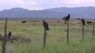 preview picture of video 'chihuahua août, à la recherche du bétail 2010 # 4'