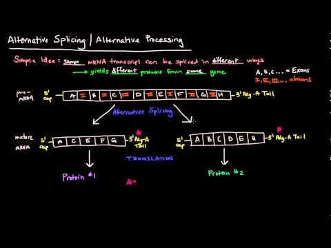Alternatives Spleißen / Alternative Verarbeitung (Eukaryoten)