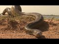 Anaconda Animal Anaconda Video Anaconda WhatsApp Status Shorts Anaconda Youtube Viral Clips