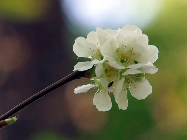 Черемуха в цвету