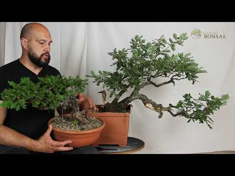 Brussel's Bonsai Online Courses Trailer