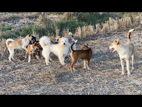 Dogs Mating - Family Dogs Meet New Friend In Field - Street Dog Asia
