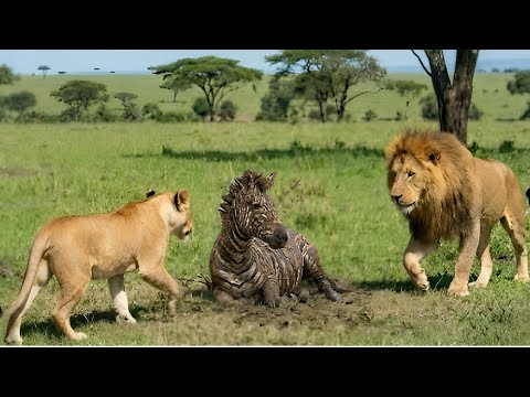 Ein müdes, altes Zebra ergibt sich den Löwen – was dann geschah, wird dich brechen.