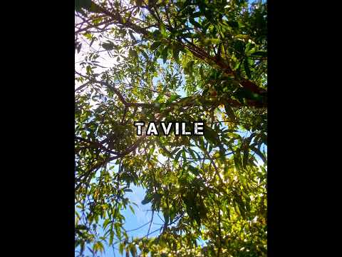 Tasik Yard Mts Crew ft Ragga Siai |Prod Dj Zlaj| Png Music