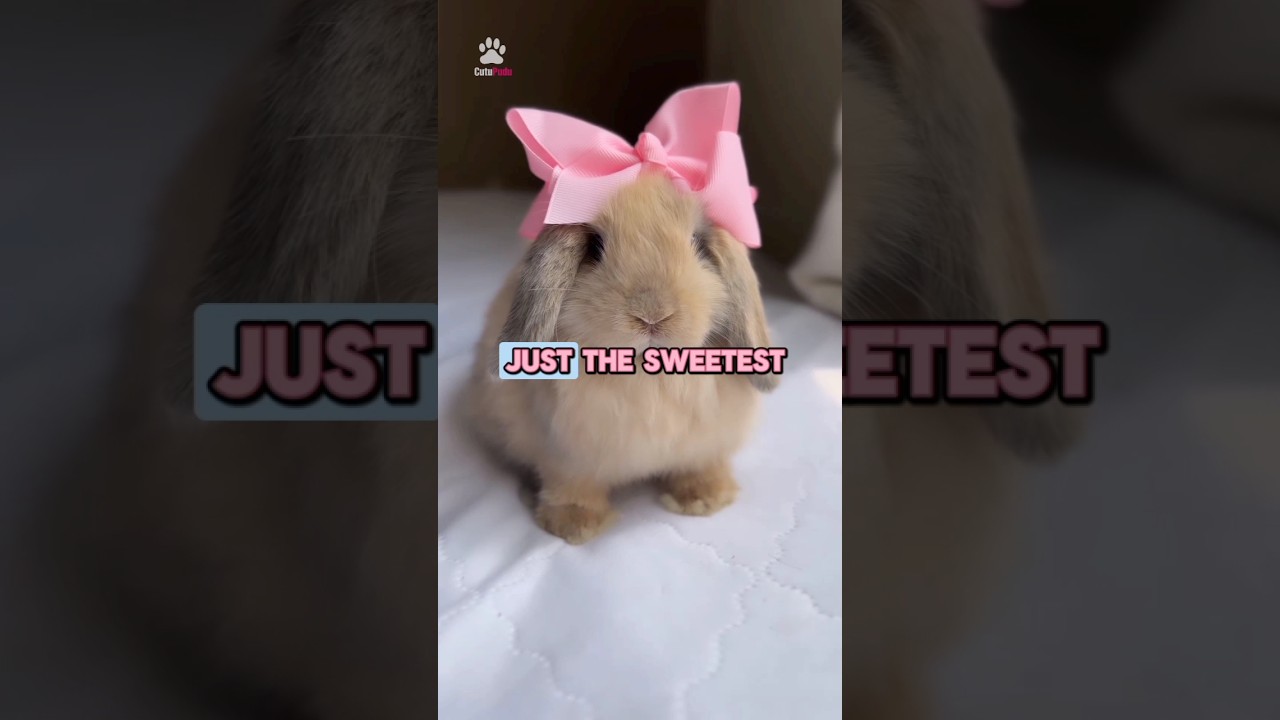 Holland Lop Bunny and their Cutest Personalities 🐇