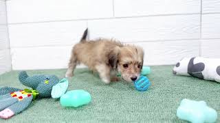 ハーフ犬の動画01