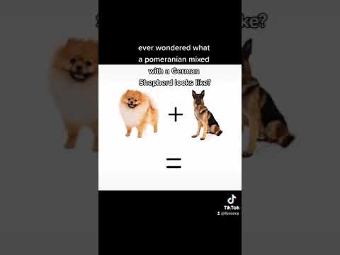 german shepherd/pomeranian mix!