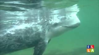 preview picture of video 'Golfo Aranci - Cetaceo salvato con l'aiuto dei residenti-'