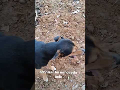 Mi vida campesina Nancito Remedios provincia de Chiriqui 