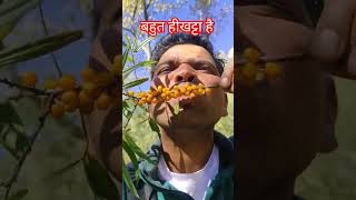 Download lagu himalayan berry sea buckthorn benefits#nature #viralshort #mountains #videos @AjaySharmashort5515 mp3