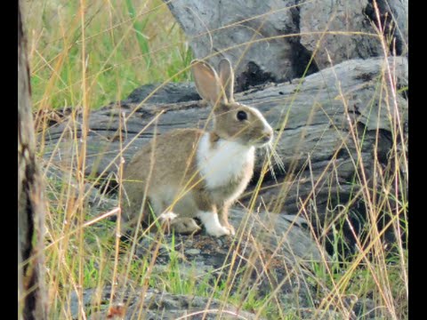 Bowhunting rabbits IMPACT SHOTS
