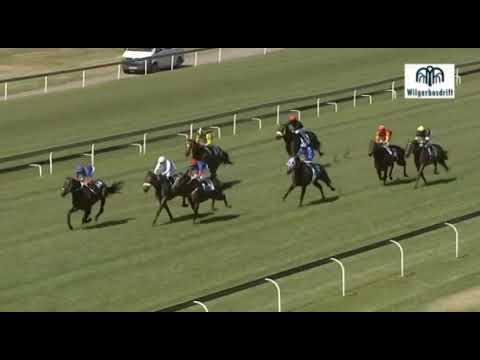 Hawaii Stakes - CIRILLO