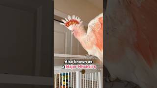 What Is This Unusual Pink Cockatoo? Is this a Galah?