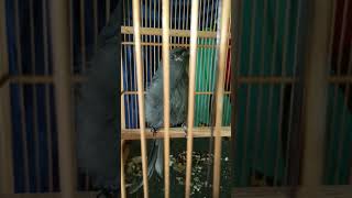 Download lagu burung srigunting abu-abu belajar bunyi ngerol tembakan panjang mp3