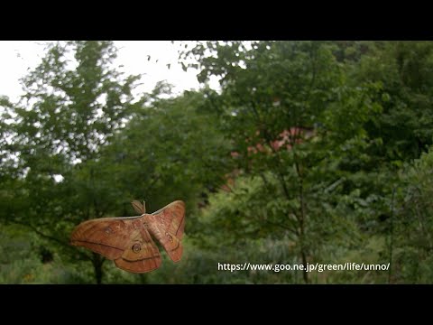 ヤママユの飛翔　66倍スローモーション