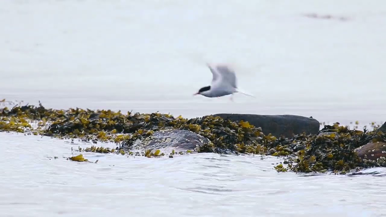 Küstenseeschwalbe - ein Weltrekordhalter besucht die südfünischen Inselmeer