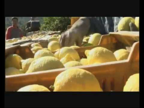 EFSA objašnjava procjenu rizika iz hrane i hrane za životinje