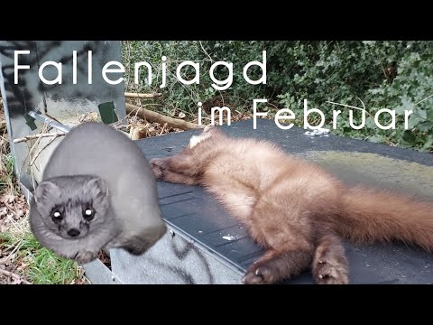 Many catches in the final spurt and one bad luck - trapping for biodiversity #hunting #trapping