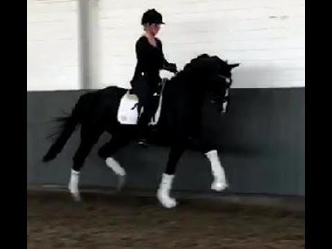 SOLD 2016 Hanoverian Totilas grand daughter ! www.sporthorses-online.com