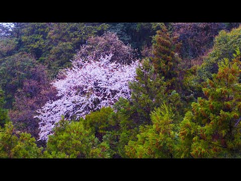 Wild Cherry Blossom in the Forest, Spring Rain Sakura for to Relax, to Fall Asleep