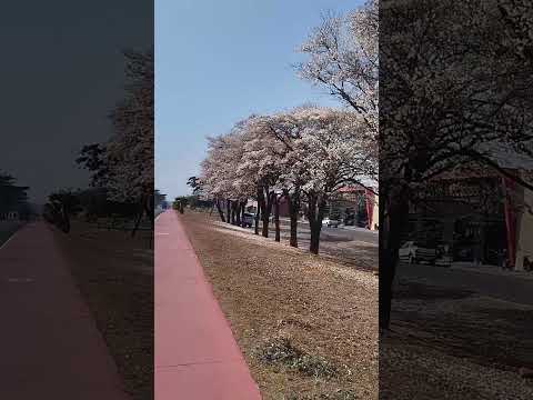 OS IPÊS SEMPRE PRESENTES EM BURITAMA/SP