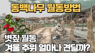 【동백나무 월동방법】 동백키우기 볏짚으로 월동하기 camellia 