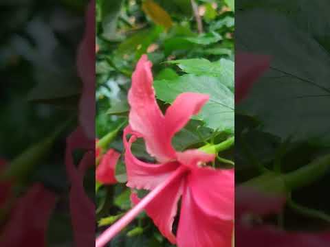 This flowers is the best.