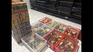 Download lagu NEW STOCK OF GACORAN MALE AND FEMALE F-SERIES CANARIES ARRIVED 6/4/2026 mp3