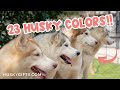 23 Siberian Husky Colors PHOTOS