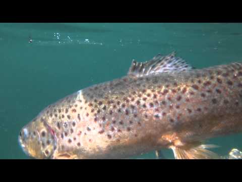 Trucha Arcoiris pesca deportiva