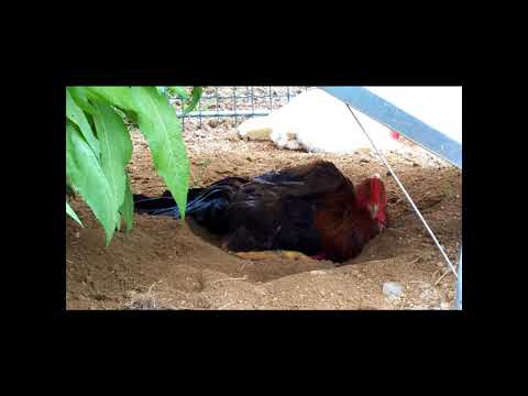 Hahn und Henne beim Sandbad