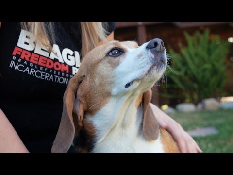 Our Values are in our Products: Fighting Animal Testing