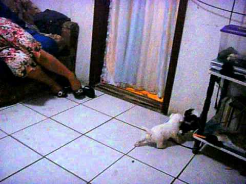 lizeth y sus perritos  fuiria de titanes .AVI