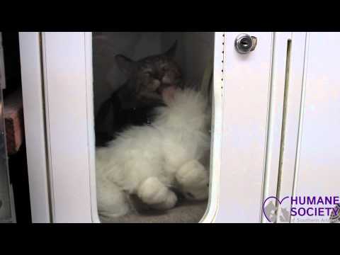 HSSA Pet Spotlights: Puma #782644